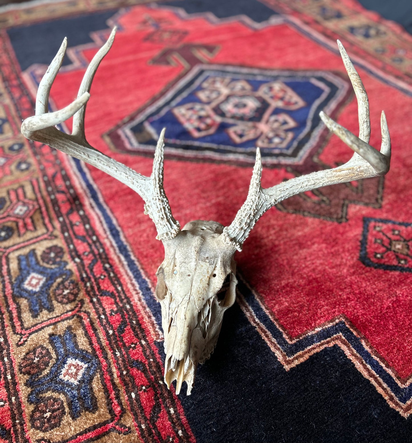 authentic buck skull