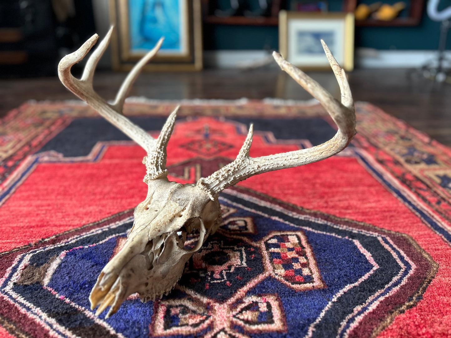 authentic buck skull